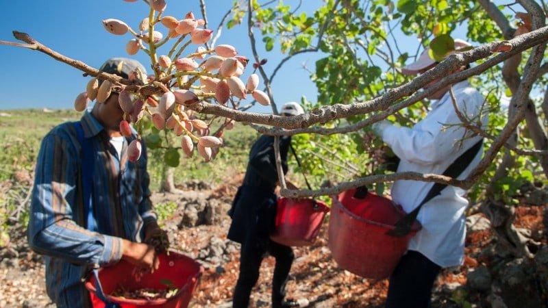 Badami pistachio by Shahkar EMC