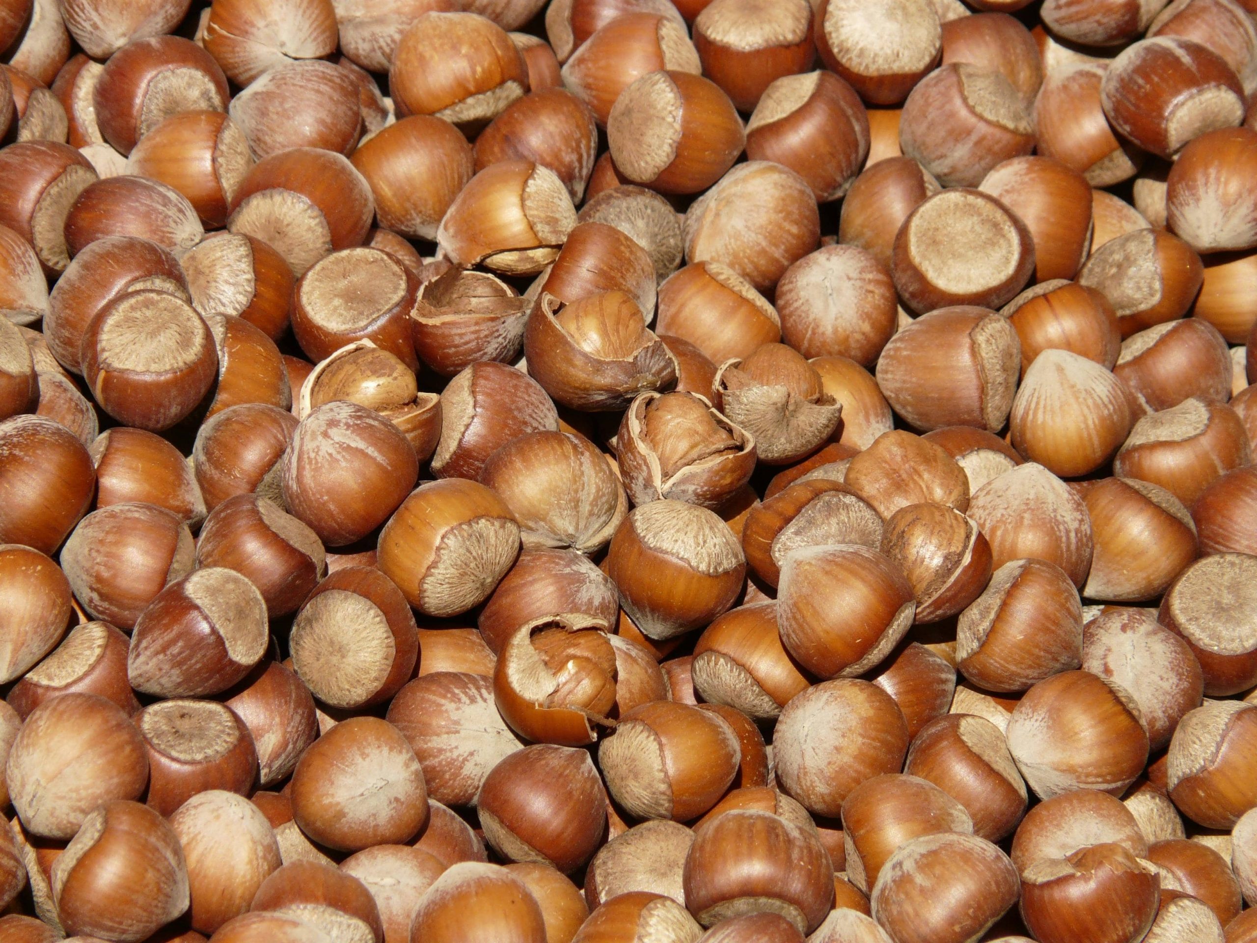 Advantages and Disadvantages of Hazelnuts